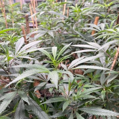 🔥*Welcome to my farm. I don't sell any products here. Welcome to follow my planting channel. Thank you. 🌍 🪴🍀🌬️💨📦🏍️🚚✈️🚤🇬🇧🇦🇺🇩🇪🇫🇷🇯🇵🇰🇷🇹🇼……