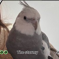 Bratlyn (@bratlyn) 's Twitter Profile Photo