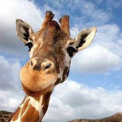 ibohseht's profile picture. Artist