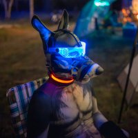 Leo (@puphusky) 's Twitter Profile