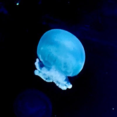 aimu_maiu's profile picture. ましろ爻くん🧷 新参🔰です