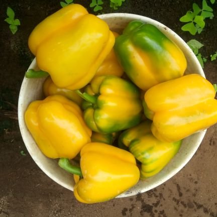 aafrican_child's profile picture. always present