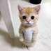 Qitty (@qittysolana) Twitter profile photo Qitty (@qittysolana) Twitter profile photo