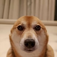 vibin dog (@vibindogsol) 's Twitter Profile