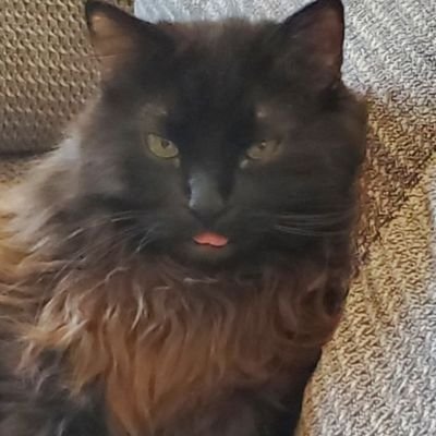 3katz's profile picture. Retired Semiconductor technician. 
Bots and porn will be blocked. 100% MAGA
I don't answer DMs.
🇺🇲🇺🇲🇺🇲 FYI,  Respect is Earned,  Not Given.