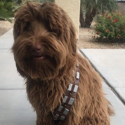 Lost my battle with the X overlords so have the joys of starting my account again! Lover of all things comedy, sports, tv, film, books, games, travel and dogs!