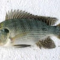 Tilapia Na lagoa (@tilapia_br) 's Twitter Profile