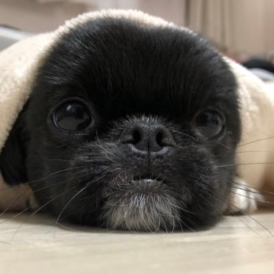 aiuneom's profile picture. たまにつぶやく。ぶつぶつぶつ…。誤字脱字などは基本その儘です。