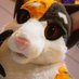 cyan 🐾🐾🐱@PCI, FWA, AC, MP (@cyanthetortat) Twitter profile photo cyan 🐾🐾🐱@PCI, FWA, AC, MP (@cyanthetortat) Twitter profile photo