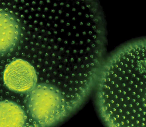 Omega3DHA's profile picture. Use plant based vegetarian / vegan omega 3 EPA DHA from sustainably farmed algae - free from mercury, PCBs, saturated fat + other toxins found in fish