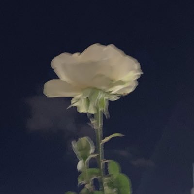ltnopl's profile picture.