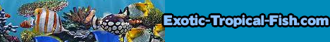 MLM and SEO Entrepreneur internet marketer and seo expert - home business gardener internet marketer