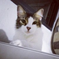 SARima (@caparacho) 's Twitter Profile