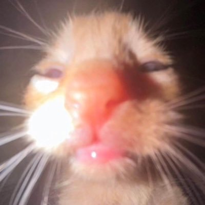 gretchen__owen's profile picture. breaded and deep fried