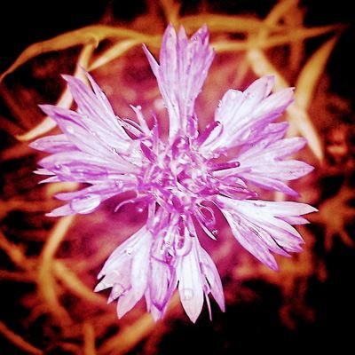 🇺🇲 Estella 🇮🇱🏴 Profile