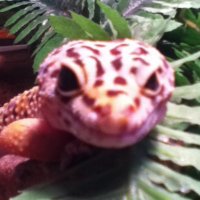 GeckoKing (@geckoking_) 's Twitter Profile