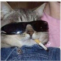 gato_liberal⭐⭐⭐ (@al4n_ciclon1) 's Twitter Profile