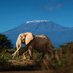Mpenda Wanyama (@lovewildlife_) Twitter profile photo Mpenda Wanyama (@lovewildlife_) Twitter profile photo