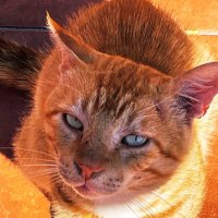 Lenny (lost) Croatia 🇭🇷 Marmalade 🇬🇧 & friends (@ljmatic123) 's Twitter Profile Photo Lenny (lost) Croatia 🇭🇷 Marmalade 🇬🇧 & friends (@ljmatic123) 's Twitter Profile Photo
