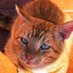 Lenny (lost) Croatia 🇭🇷 Marmalade 🇬🇧 & friends (@ljmatic123) Twitter profile photo Lenny (lost) Croatia 🇭🇷 Marmalade 🇬🇧 & friends (@ljmatic123) Twitter profile photo