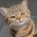NathanC (@ntailtvs) Twitter profile photo NathanC (@ntailtvs) Twitter profile photo