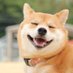 モバイル犬 (@mnp_kansai) Twitter profile photo モバイル犬 (@mnp_kansai) Twitter profile photo