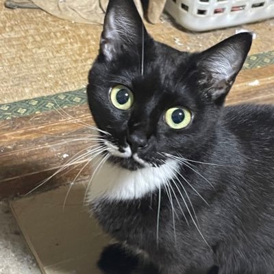 makcizu1's profile picture. 薩摩川内市出身 大隅半島からつぶやいていきます。13匹の猫と奥さんと暮らしています。29年働いた会社を退職して、２回転職するが、心不全に襲われ入院。退院して障害者支援施設に再就職。生活支援員として働いています。😭興味ある事、プラモ、猫、アニメ、漫画、歴史、などなど、好奇心を忘れないおっさん