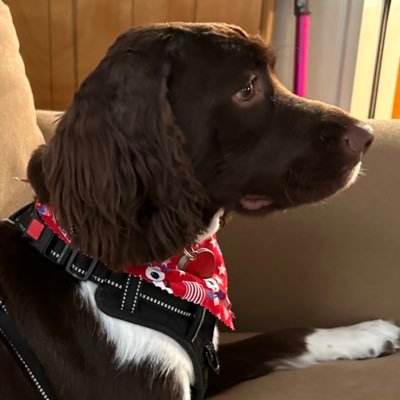 bear184577966's profile picture. unburdened by what has been