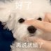 东东宇 (@braaaaaaashaow) Twitter profile photo 东东宇 (@braaaaaaashaow) Twitter profile photo