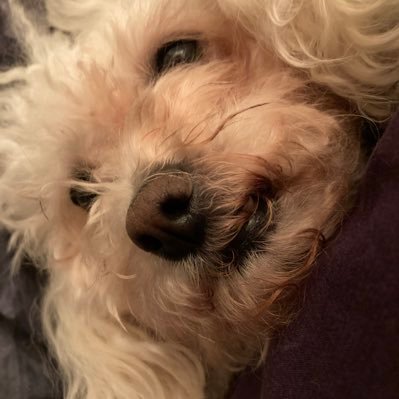 littlemeesha's profile picture. Truth. Beauty. Compassion.