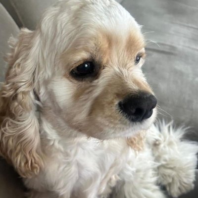 yuki96878's profile picture. はじめまして、資産運用が趣味です。いつも愛犬が癒やしです✨️ここでは個人融資で活動します