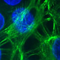 The Vyas Lab (@vyaslab) 's Twitter Profile