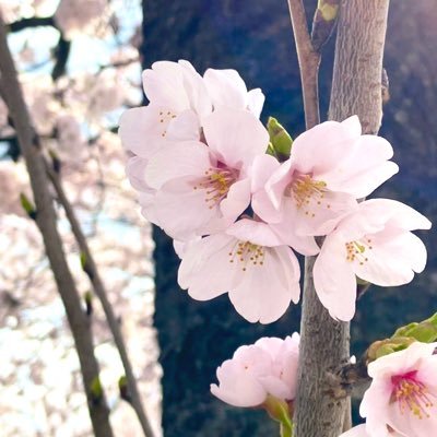 おばみつに唐突にはまりました🐍🍡♡ 無言フォローごめんなさい🙏 20↑