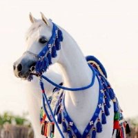 مها سكليف وخدمات عمل (@abwlafy024) 's Twitter Profile