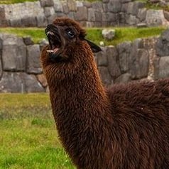 just a normal llama trying to get hired by @dl_research