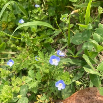 nakaza_10's profile picture. This account is all about promoting my favorite vsingers and vtubers, just like those popup ads you see at bookstores and CD shops.