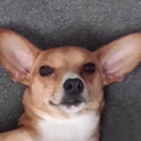 Chilinator (@chilinator) 's Twitter Profile