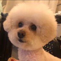 おっとと (@ottooplssg) 's Twitter Profile