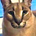 Berthrage (@berthrage) Twitter profile photo Berthrage (@berthrage) Twitter profile photo