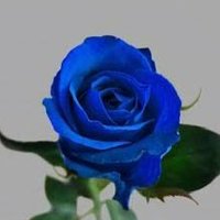ﾌﾟﾗﾑ (@f1020im0628a) 's Twitter Profile