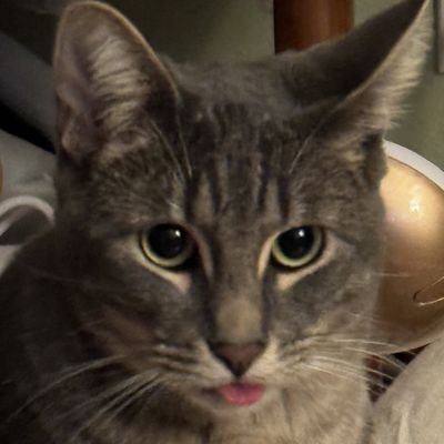 ZedRojo's profile picture. 