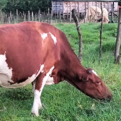 junior_che60226's profile picture. 