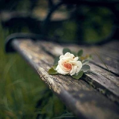 JavidKhost43988's profile picture. 
