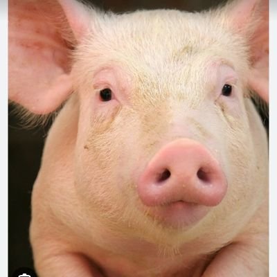 betaloser_piggy's profile picture. Noch nicht im Besitz 🧎‍➡️🧎‍➡️🙏🙏
ballbusting, human atm, humiliation, blackmail