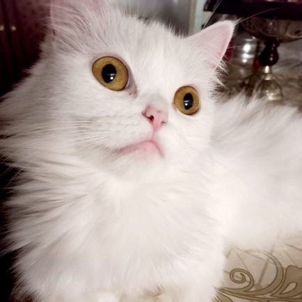 Asmaaebrahim268's profile picture. إن الله جعل مكارم الأخلاق ومحاسنها وصلاً بيننا وبينه....
مهتمة بالعمل الإنسانى والخيرى