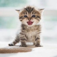 フォルツァ (@setsukun69) 's Twitter Profile