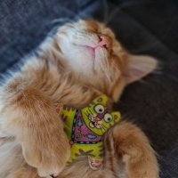 Rasmus (@rasmuleif) 's Twitter Profile