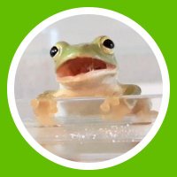 こもも🐸🍑カエル垢 (@komomo_frog) 's Twitter Profile