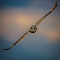 Ahmed (@ahmede10202) 's Twitter Profile