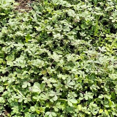 nyangarora_z's profile picture. 